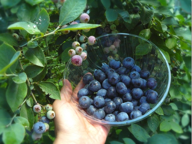 オーガニックコスメの原料である植物とその成分