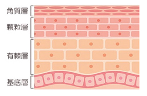 表皮の構造