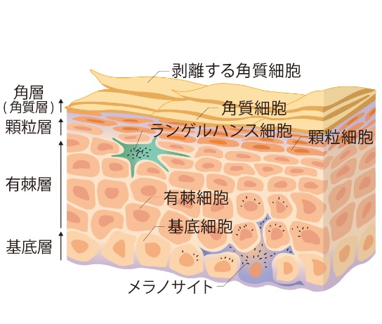 表皮構造