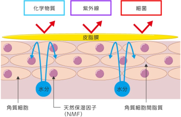 バリア機能