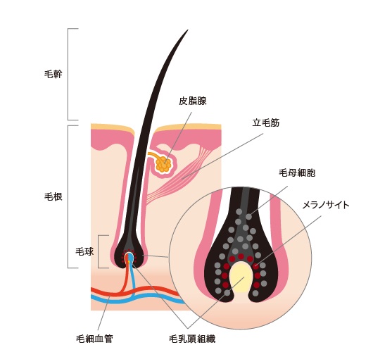 毛髪の構造