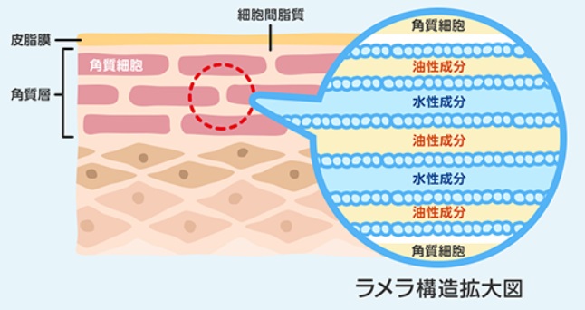 細胞間脂質とセラミドの保湿効果 | ぷろろのオーガニックライフ