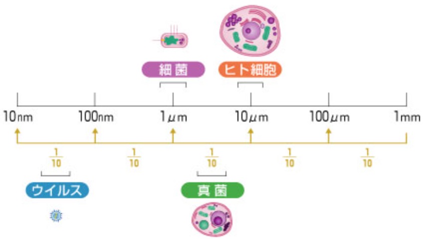 微生物の大きさ比較・イラスト