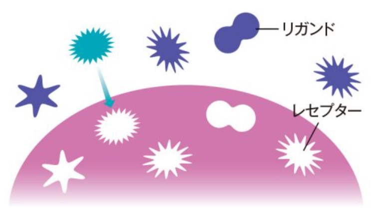 細胞活性化のメカニズム