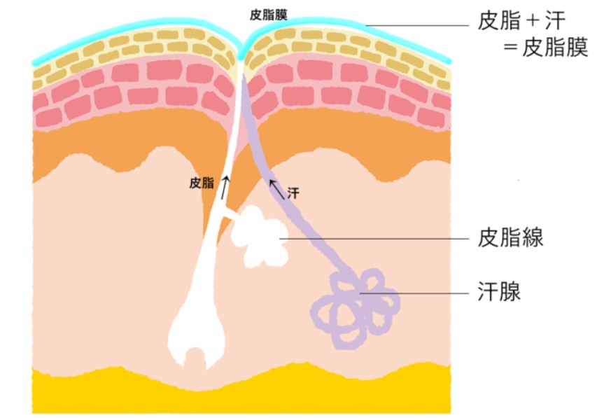 皮脂と皮脂膜　イラスト