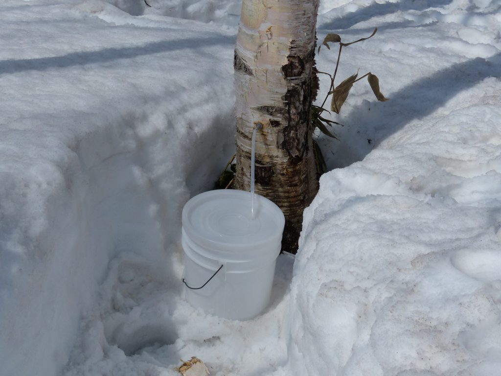 白樺樹液の採取