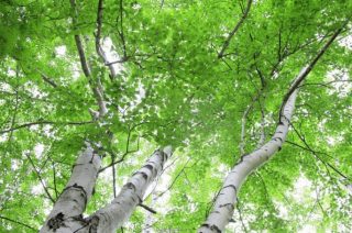 画期的な白樺樹液の美容・健康法