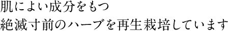 肌によい成分をもつ 絶滅寸前のハーブを再生栽培しています