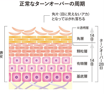 ターンオーバーの周期