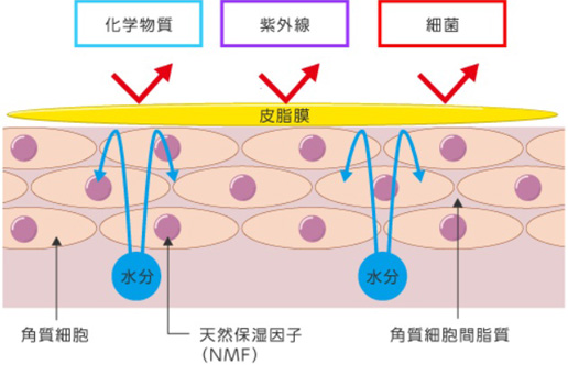 肌バリアー